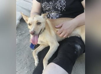 Nico , ein toller Familienhund
