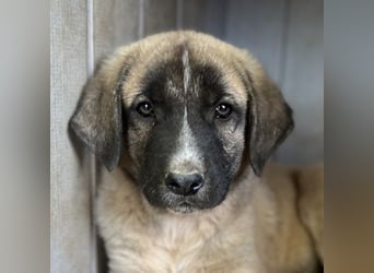 Twixx, geb. ca. 03/2025, lebt in GRIECHENLAND, im städt. Tierheim Serres