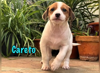 Careto geb. 02/2025 (ESP) - verspielter, kleiner Podenco-Bodeguero Mix Welpe!