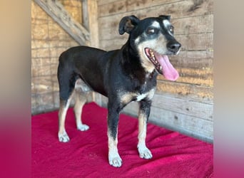 JANOSCH - traurige Geschichte - 13 Jahre, 45cm/15kg - Mischling