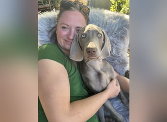 Weimaraner-Mix Welpen aus liebevoller Verpaarung – 12 kleine Wunder suchen ihr Zuhause