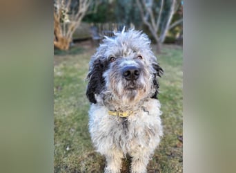 Bergamasker Barbet Mix Doodle Bergamasco Franz. Wasserhund Bergadoodle für Allergiker nicht haarend