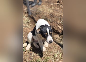 Yuna sucht wundervolle Familie!