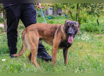 Woody, Mix Belgischer Schäferhund / Malinois