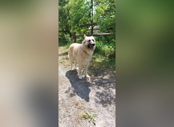 Fee: anhängliche Schönheit