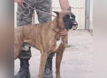 MAFLAS- BOXER RÜDE SUCHT NEUES ZUHAUSE