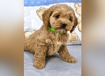 Schöne Cockapoo-Welpen
