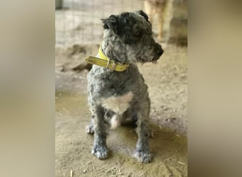 Bubbles, schüchterner Puli/Schnauzer MIx geb. 2022