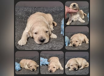 GOLDENDOODLE Traum ! Bezaubernde Welpen aus langjähriger+überprüfter Familienaufzucht.