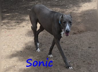 Sonic 04/2020 (ESP) - bildschöner, sehr lieber und eleganter Galgo!