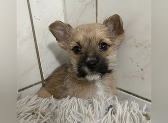 (R) ❤️ süßer kleiner KRÜMEL - 5 Monate, später 26cm  Zwergrauhaardackel-Mix