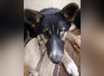 Twyla, sanftes verspieltes Husky Mix Mädchen mit bezaubernden Augen