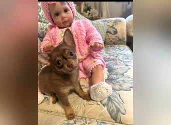 Chihuahua Welpen