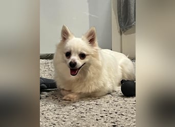 Lumi SR – kleine Hündin sucht ihr Für-immer-Zuhause