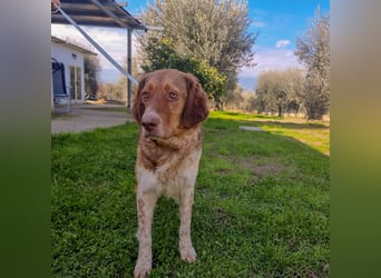 Baby - die sanfte Kämpferin liebt Kinder, Hunde , Katzen und ein warmes Körbchen