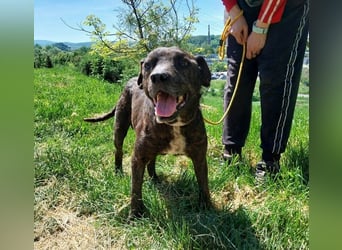 Ludwig 2, Staffordshire Terrier Mischling
