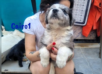 Cairo1 geb. 05/2025 (ESP) - verspielter Border-Collie-Mix Welpe!