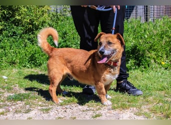 Kali, Mix Dackel / Pinscher, lieb und verträglich