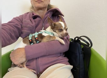 Kleine Seele Chihuahua-Hündin Muci sucht ihr Für-Immer-Zuhause