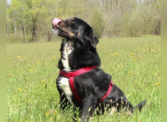 Yukio sucht liebevolle Familie....