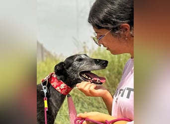 Giria - ängstliche Galga sucht