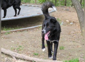 Freundlicher LEWI ist ein absoluter Gute-Laune-Hund