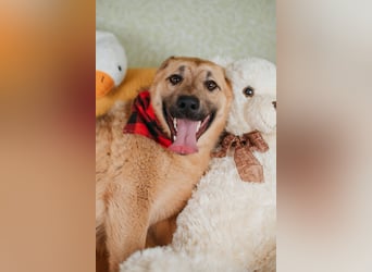 Hundemädchen Mila sucht Familie