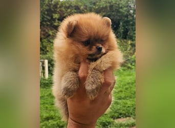 Pomeranian Boo Zwergspitz