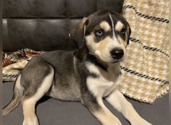 Zuckersüße Husky Mischlings Hündinnen