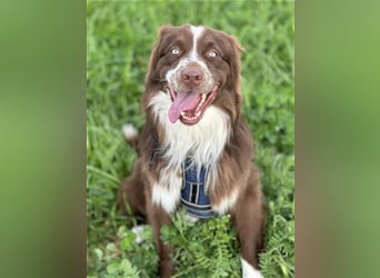 Australian Shepherd Red Bi Deckrüde