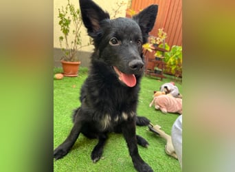 Fiona SR– Kleine Entdeckerin sucht liebevolles Zuhause