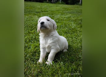 Golden Retriever Welpen 