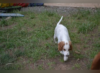 Arwen – Irish Red and White Setter Hündin sucht ihr Herzenszuhause