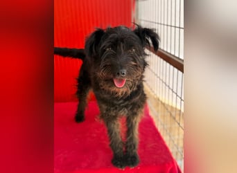 Candy, Schnauzer-Mix, Hündin, geb. am 20.07.2024, 36 cm, 10 kg