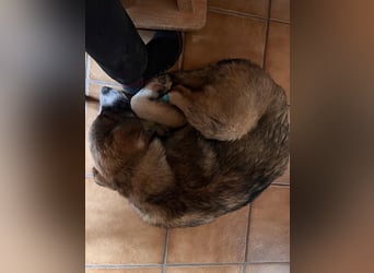 gutgelaunter VALENTIN sucht seine Familie
