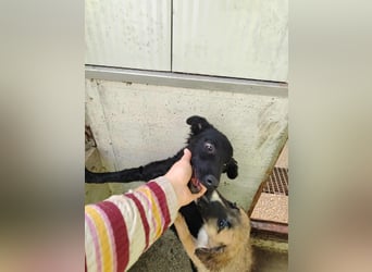 Süße Amelie sucht ihr Für-Immer-Zuhause oder eine Pflegestelle