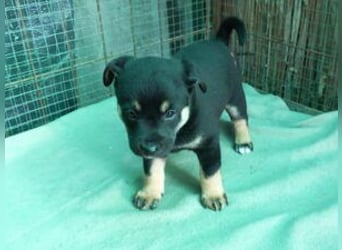 Welpe Bruno: neu im Tierheim