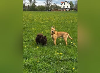 sanfter Rico in 88326 Zollenreute (Aulendorf) sucht sein Zuhause