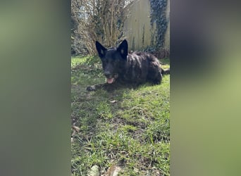 Schwarzer Schäferhund LARK sucht eine neue Familie!