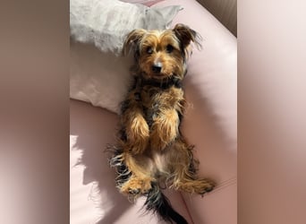 Yorkshire Mix Rüde Lenny