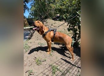 Eddy - unser liebevoller Riese