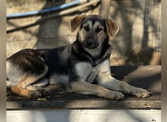 Chita, geb. ca. 05/2024, lebt in GRIECHENLAND, im städt. Tierheim Serres