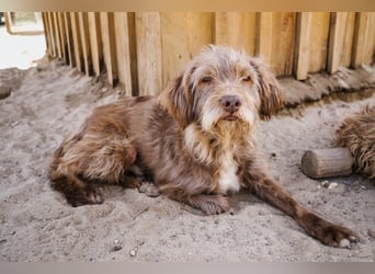 Curly, Mix Podengo / Labradoodle, lieb und sozial