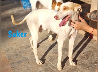 Suker geb. 03/2021 (in Deutschland) - freundlicher und verschmuster Podenco-Mix!