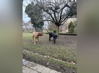 Wurf Cane Corso/Flat & Broholmer