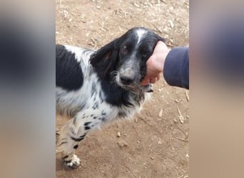 Leroy - super freundlich sucht Familienanschluss