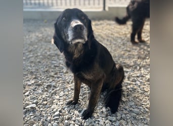Momo braucht ein liebevolles Zuhause
