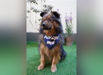 Buddy-SR, möchte dein Freund werden