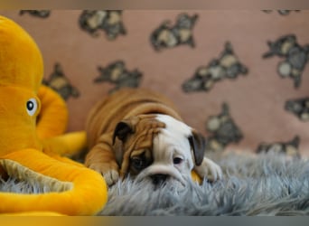 Wunderschöne & Freiatmende Englische Bulldogge Babys