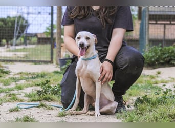 Enno, Mix Whippet / Podengo, lieb und sozial